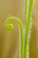 Leaves of a sundew (Drosera filiformis var filiformis) with a spiral shape and a yellow background