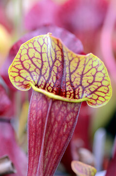 Specimen of the trumpet pitcher (Sarracenia purpurea venosa x S. excellens marston exotic