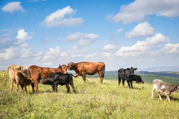 Naklejka na ściany i meble Calves feeding on the green meadow, other cows pasturing nearby