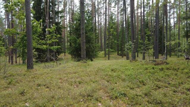 Walking in nice pine tree forest in summer