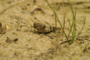 Closeup on a blue-winged grasshopper,  Oedipoda caerulescens sitting in the dunes at the Belgian coast