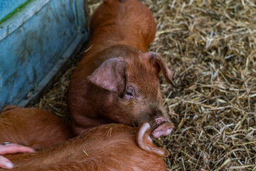 young pigs in a barn 