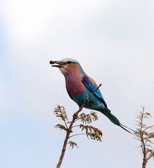 A photo of lilac breasted roller bird