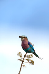 A photo of lilac breasted roller bird