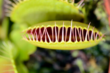 Leaves of Venus flytrap (Dionaea muscipula) - obrazy, fototapety, plakaty