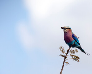 A photo of lilac breasted roller bird