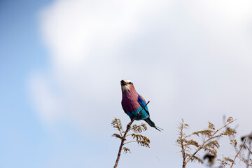 A photo of lilac breasted roller bird