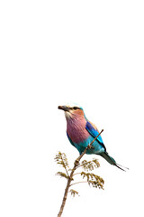 A photo of lilac breasted roller bird