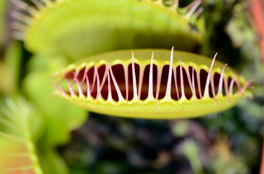 Leaves of Venus flytrap (Dionaea muscipula)