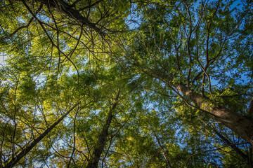 Fototapeta premium Looking up at the dense tree branches on a sunny day