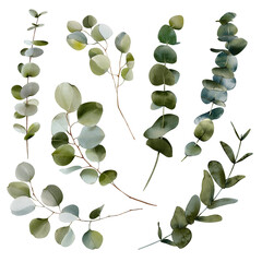 Fototapeta na wymiar Watercolor set of branches eucalyptus. It's perfect for greeting cards, wedding invitation, wedding design. Watercolor botanical illustration isolated on white background.