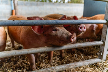young pigs in a barn 