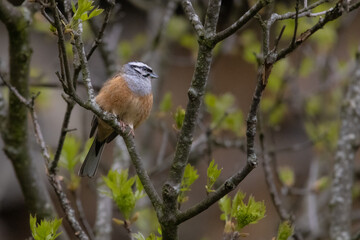 Rock bunting (Emberiza cia) perched on a branch