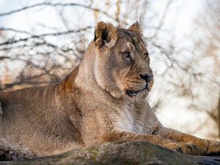 Asiatic Lions - Animals around a wildlife reserve