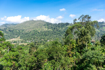 Fototapeta na wymiar Rainforest near the city of Ella in Sri Lanka. Top view, aerial photography.