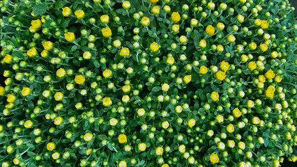 Flowering mums in large quantities Beautiful chrysanthemum flowers top view in a bouquet close up...