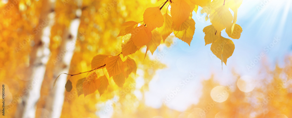 Poster autumn background with birch tree branches with yellow leaves. branches of birch with yellow leaves 