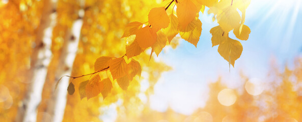 Autumn background with birch tree branches with yellow leaves. Branches of  birch with yellow leaves in autumn park. Hanging yellow birch leaves in the sun. - 704358249