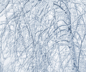 Winter background with snow-covered birch trees. Winter landscape. Tree branches in the forest in the sun. - 704358267