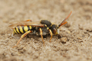 Closeup on a male of the Orange horned Nomad cleptoparasite solitary bee, Nomada fulvicornis