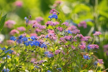 Fototapeta premium Wild flowers in the meadow , forget me not flower close up, blue and pink varieties.