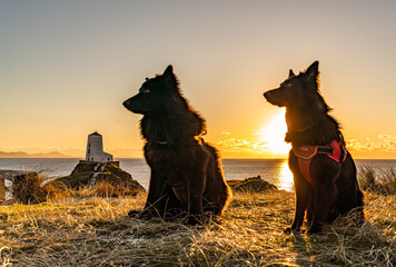 Dogs in the sunset 