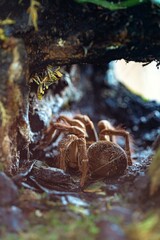 spider on a leaf, Microcosmic Encounter: Goliath Bird-Eating Spider and Grasshopper Amidst Bark Crevices