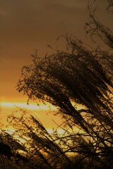 Beauty of nature - silhouettes of vegetation against evening sky