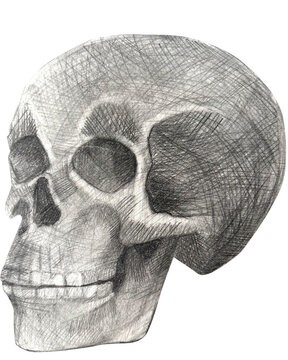 skull hand drawn in pencil drawing. human skull isolated on white in perspective.