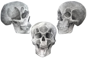 Obraz premium skull hand drawn in pencil drawing. human skull isolated on white in perspective.