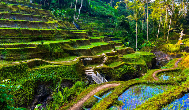 Scenery of rice terraces in Tegalalang Rice Terrace