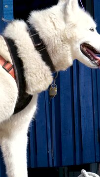 Bandage for a dog: a white dog and his owner are walking along the embankment wearing a special collar and a bandage on his leg. Victoria British Columbia, Canada Fisherman's wharf House Boat Home