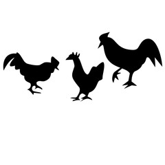 chicken in the pasture