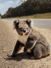 Closeup photo of koala bear in wildlife. Koala sitting in the road, forest on the background. Koala outdoors. Melbourne , Australia