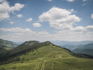 Summer landscape with mountain peak and alpine meadow, pine forest, in Slovakia, Velka Fatra