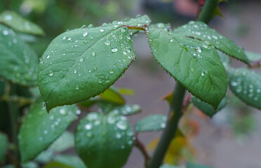    Water drops on rose leaf after rain