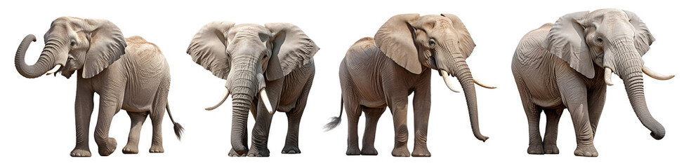 set of African elephants isolated on white backgound