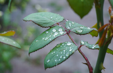 Water drops on a rose leaf
