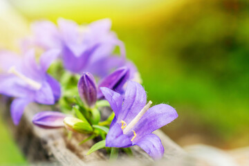Balloon purple flower buds in bloom. Blue bell flowers head. Violet bellflower campanula wildflower on wood plank. Nature beautiful spring or summer background.