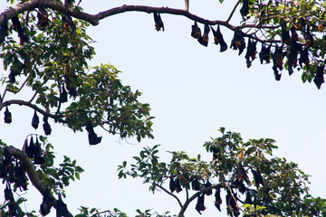 flying fox bat