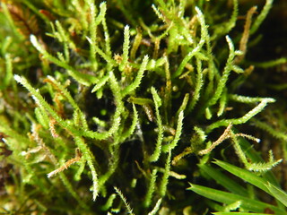 ネズミノオゴケ