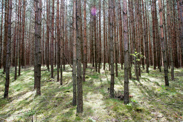 Pine forest in the summer
