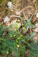 The Cypress spurge plant growing in a forest - 704374415