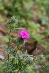 The Milk thistle in a meadow in late summer - 704374467