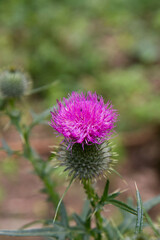 The Milk thistle in a meadow in late summer - 704374488