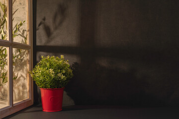 Panorama de fond d'un mur noir et une plante pour création d'arrière plan. Panoramique avec jeu d'ombre et de lumière à travers une fenêtre.	