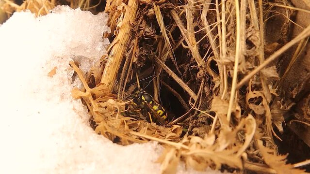 When spring approaches and the snow begins to melt, the queen wasp (Yellowjacket), which is hibernating during the winter, emerges to the edge of its burrow.
European wasp, German wasp, yellow jacket
