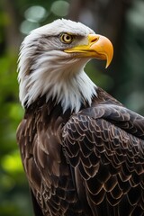 Obraz premium The Bald Eagle, Haliaeetus leucocephalus. portrait
