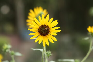 Honey Bea sits on a sunflower 