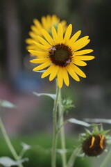 Honey Bea sits on a sunflower 